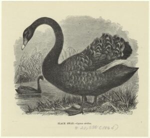 Image of a black swan book plate from 1864.