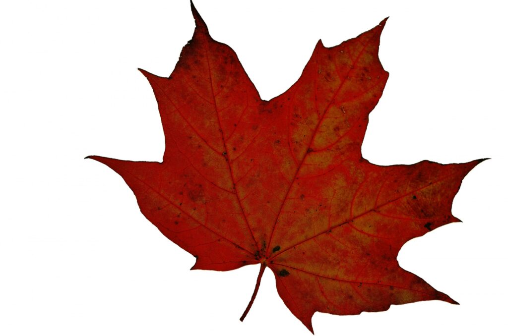 A red maple leaf