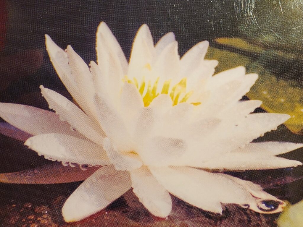 A dew-dropped white lotus sits on a pond. (Close-up cover photo from the 10th Anniversary Issue of Atlanta Review.)